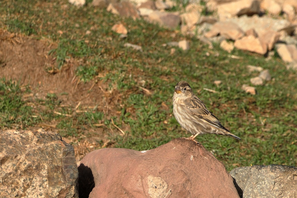 Rock Sparrow - ML643880071