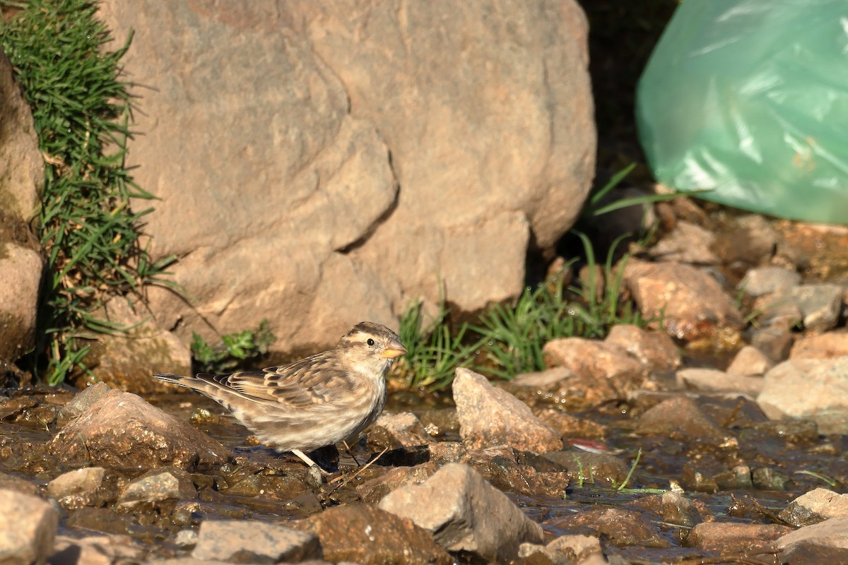 Rock Sparrow - ML643880072