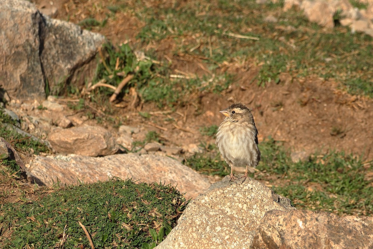 Rock Sparrow - ML643880073