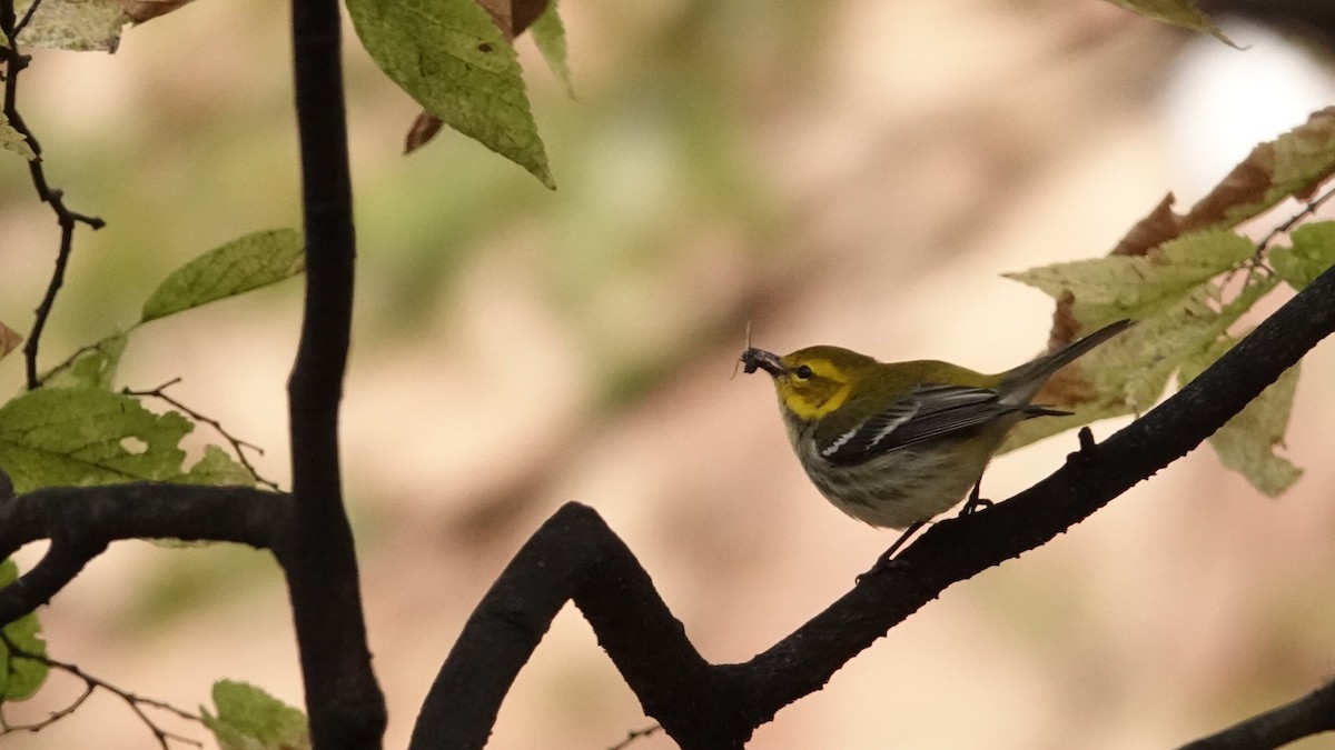 Black-throated Green Warbler - ML643880075