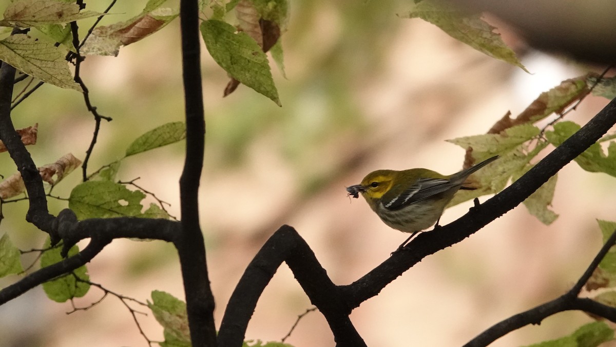 Black-throated Green Warbler - ML643880076
