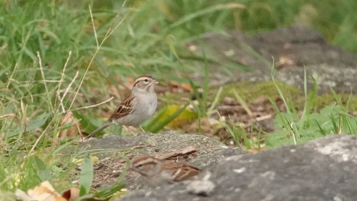 Chipping Sparrow - ML643880080