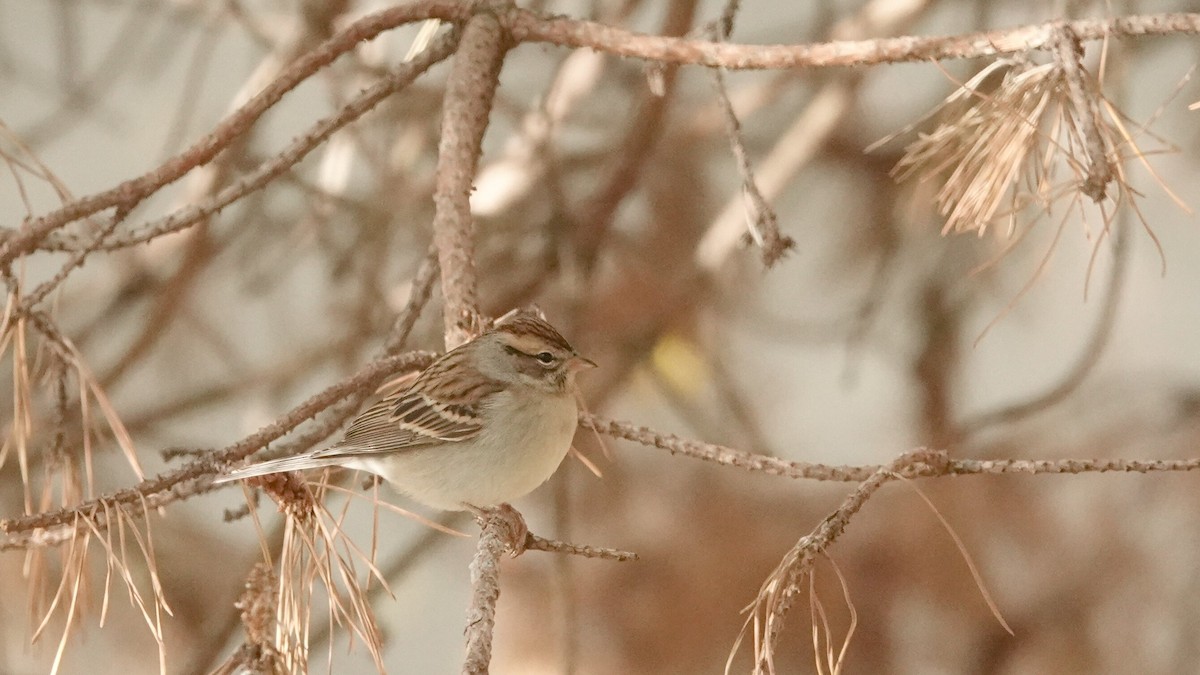 Chipping Sparrow - ML643880081
