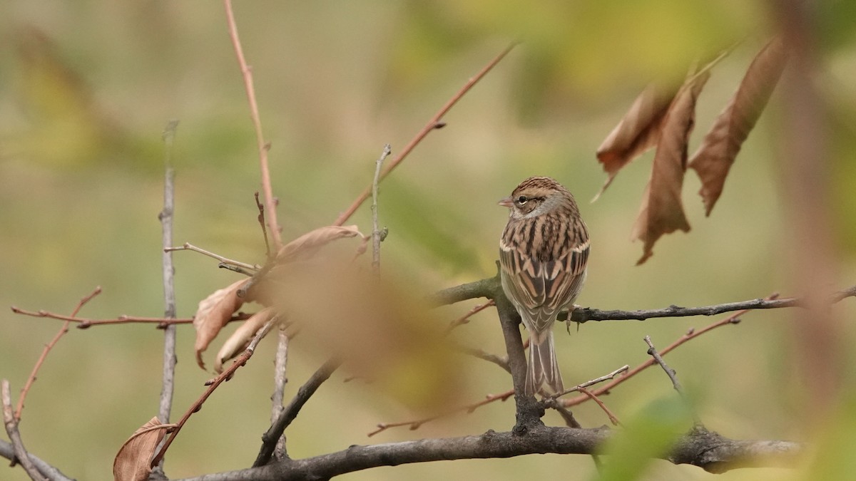 Chipping Sparrow - ML643880082
