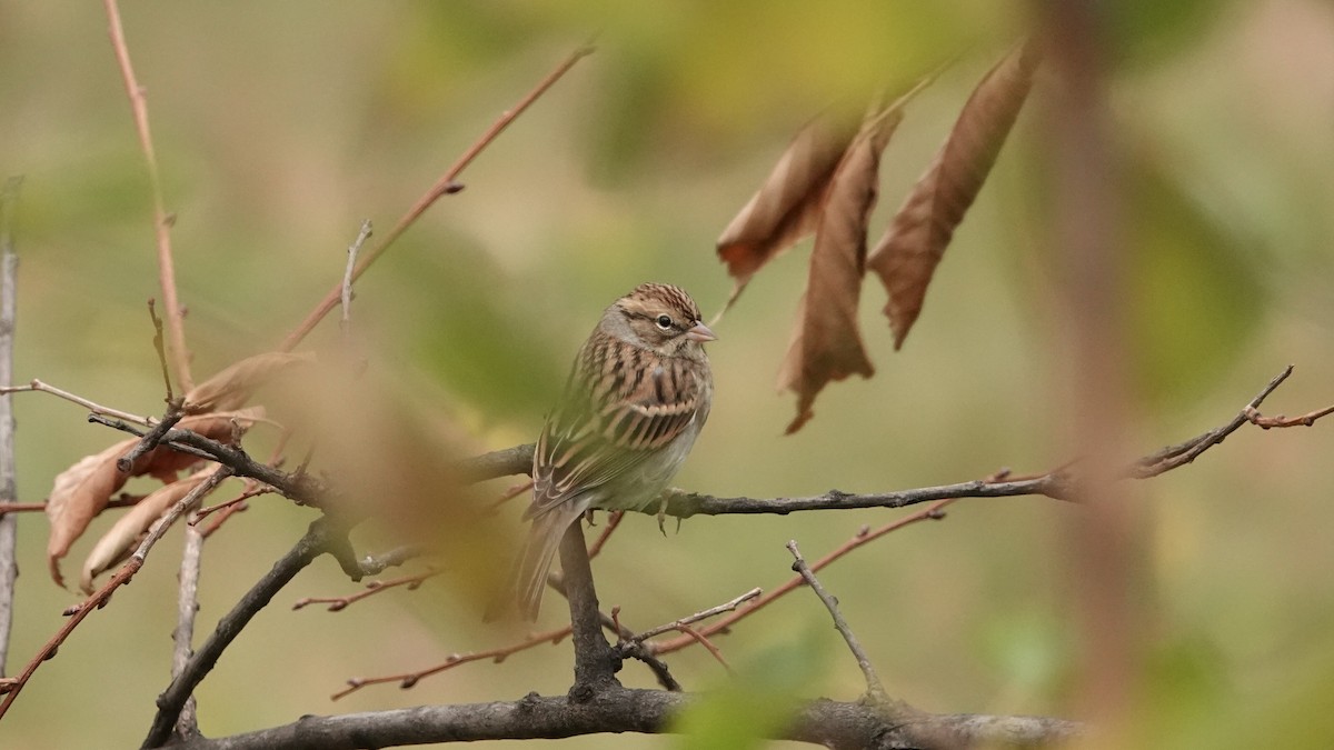 Chipping Sparrow - ML643880083