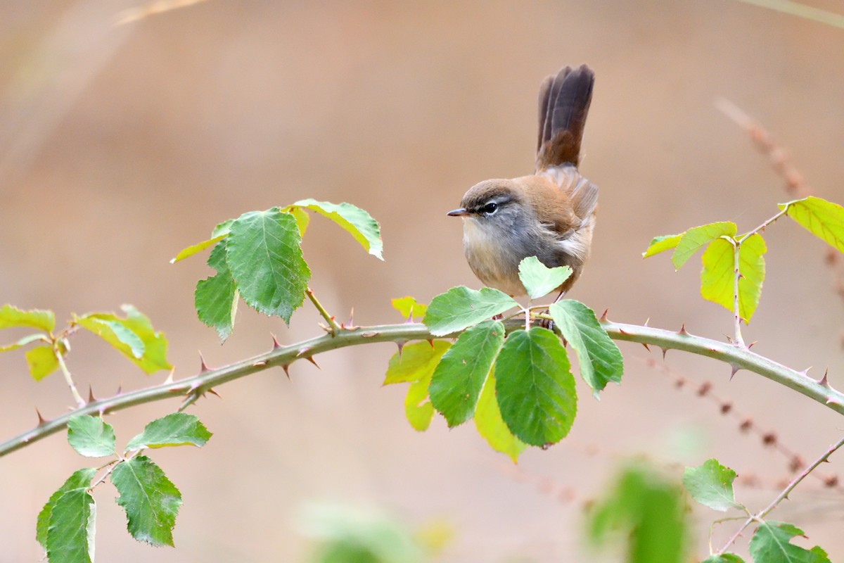 Cetti's Warbler - ML643880092
