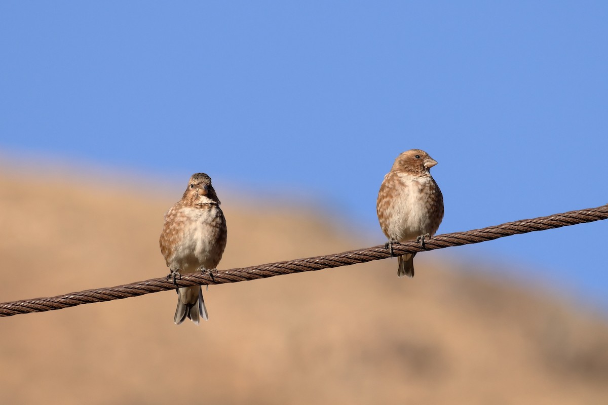 Crimson-winged Finch (African) - ML643880113