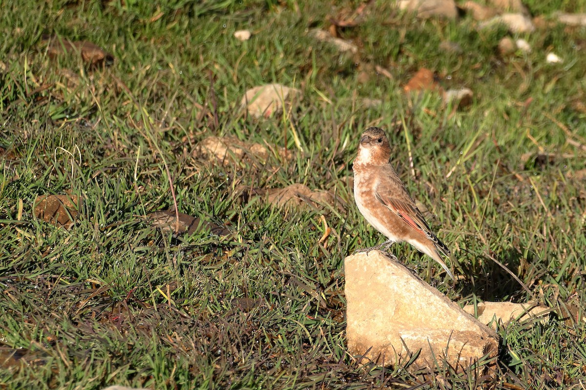 Crimson-winged Finch (African) - ML643880114