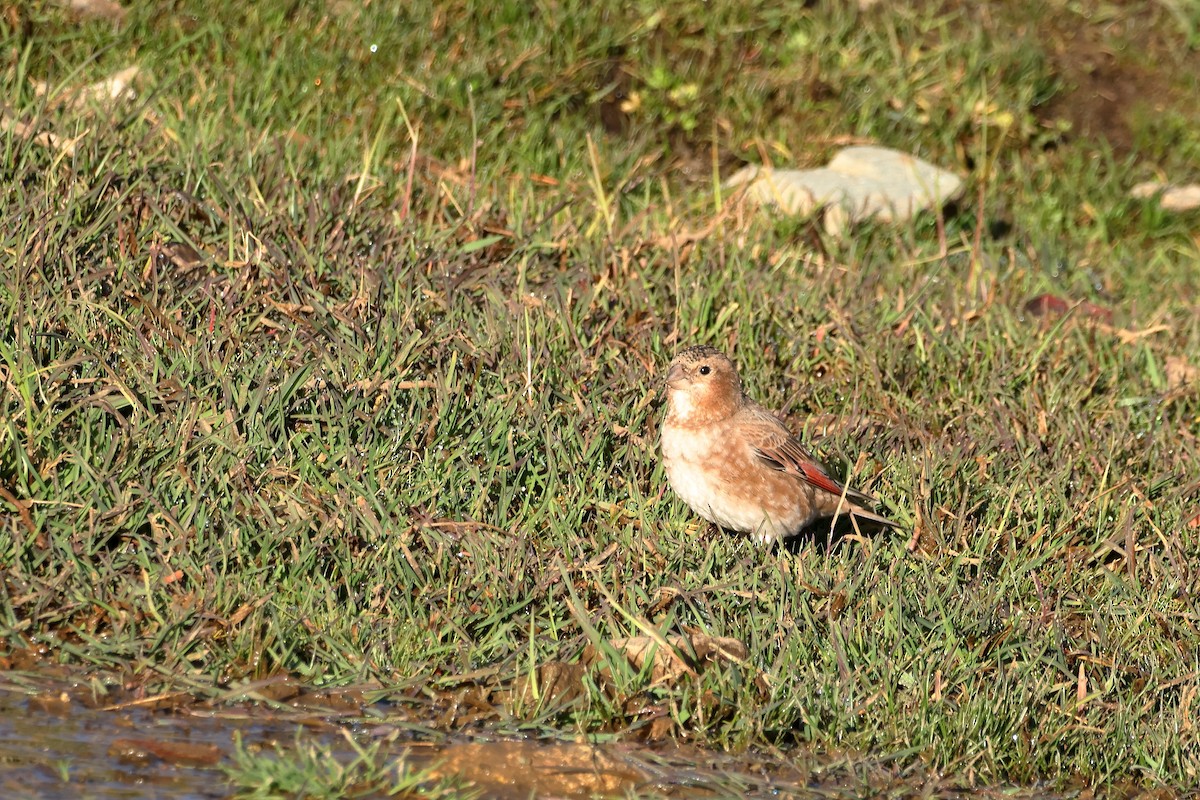 Crimson-winged Finch (African) - ML643880115
