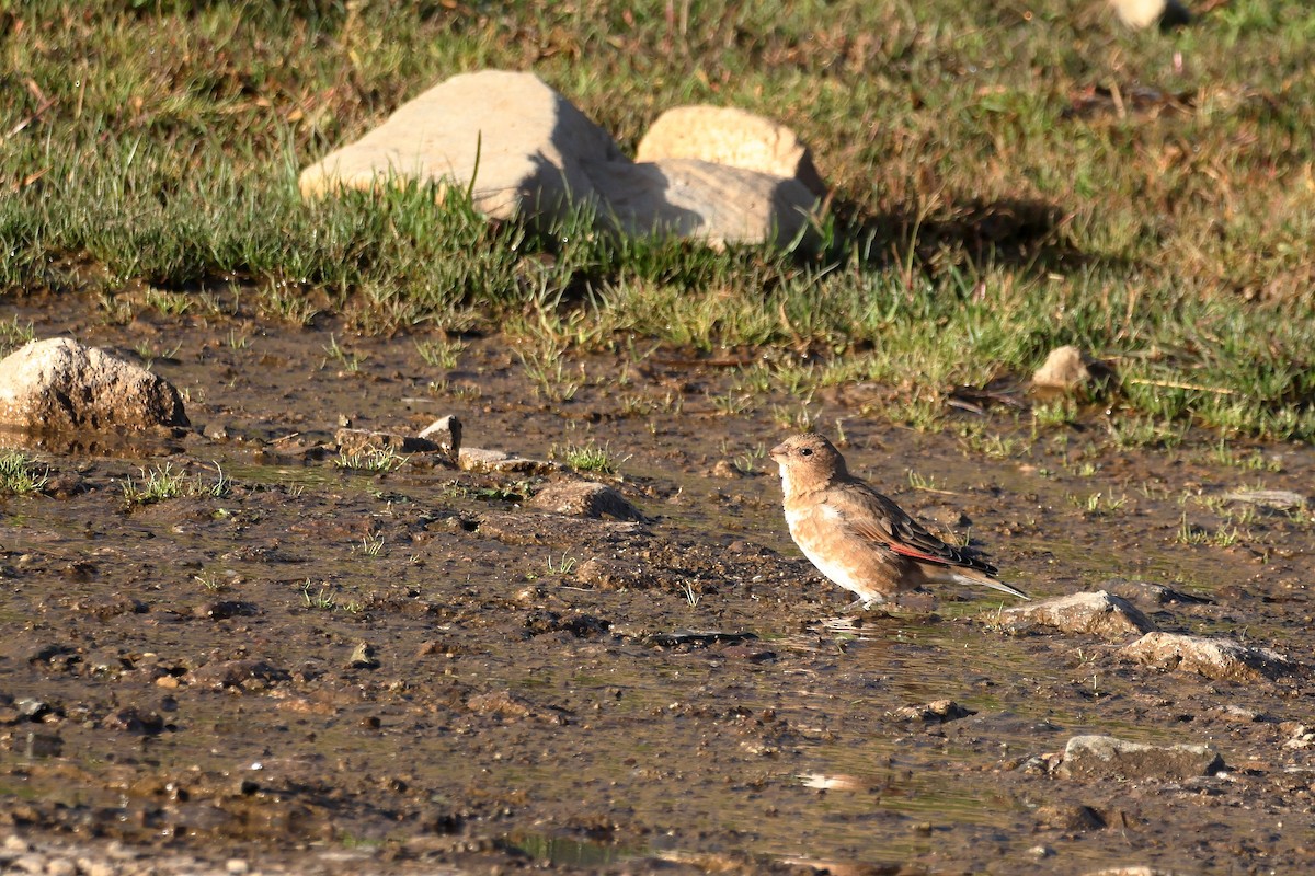 Crimson-winged Finch (African) - ML643880116