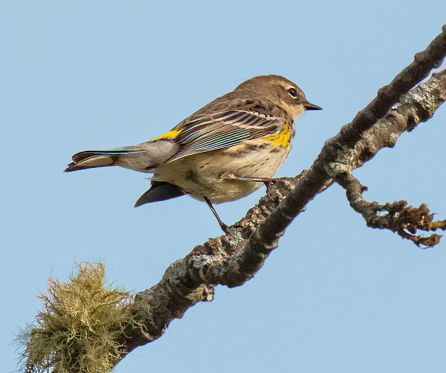 Yellow-rumped Warbler - ML643880117