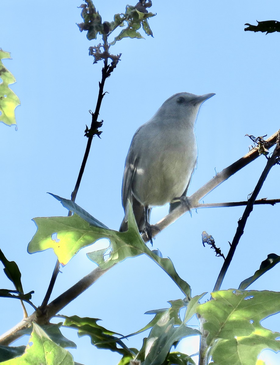 Gray Catbird - ML643880124