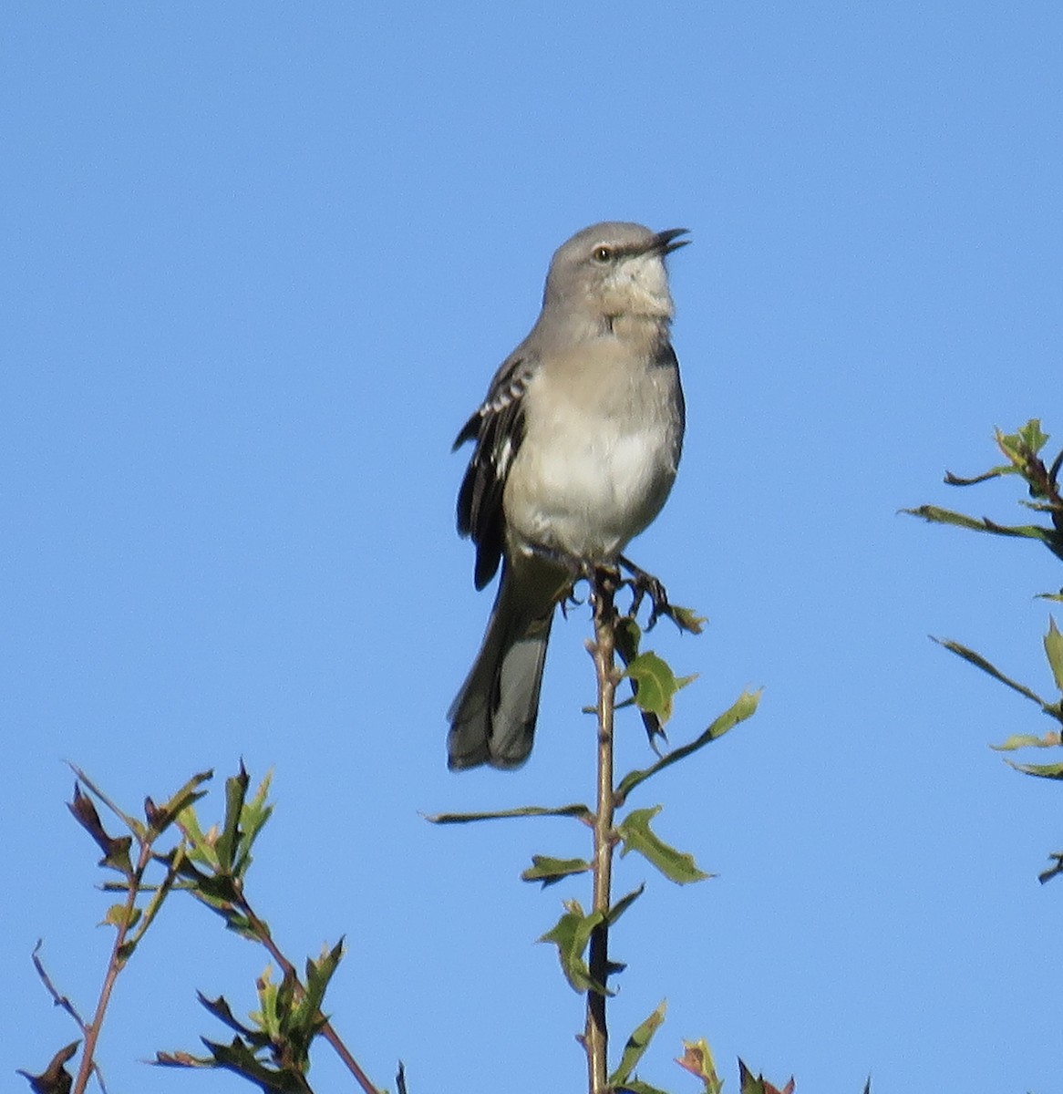 Northern Mockingbird - ML643880132