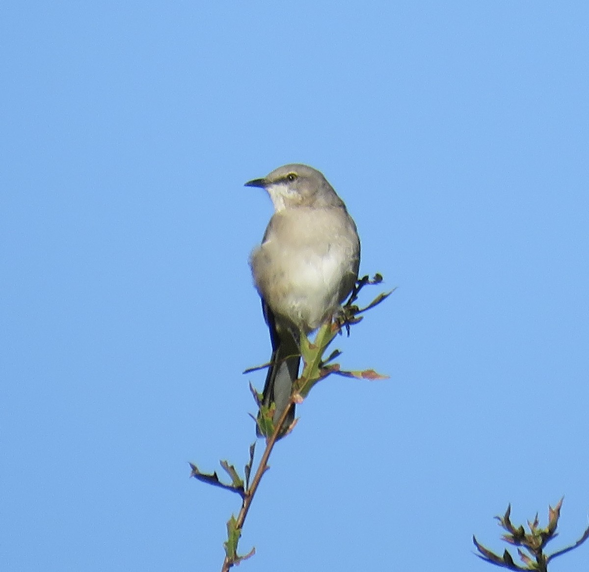 Northern Mockingbird - ML643880133