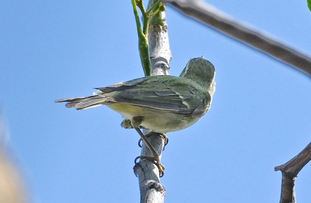 budníček žlutavý - ML643880150