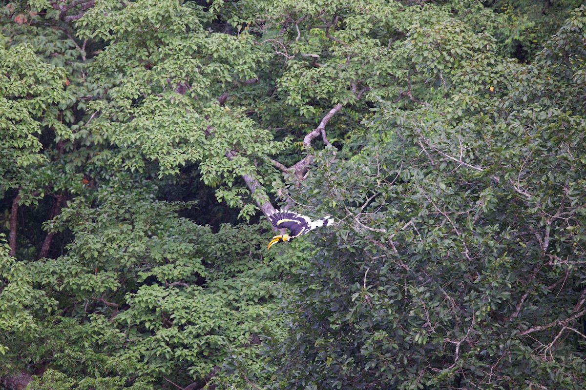 Great Hornbill - ML643880163