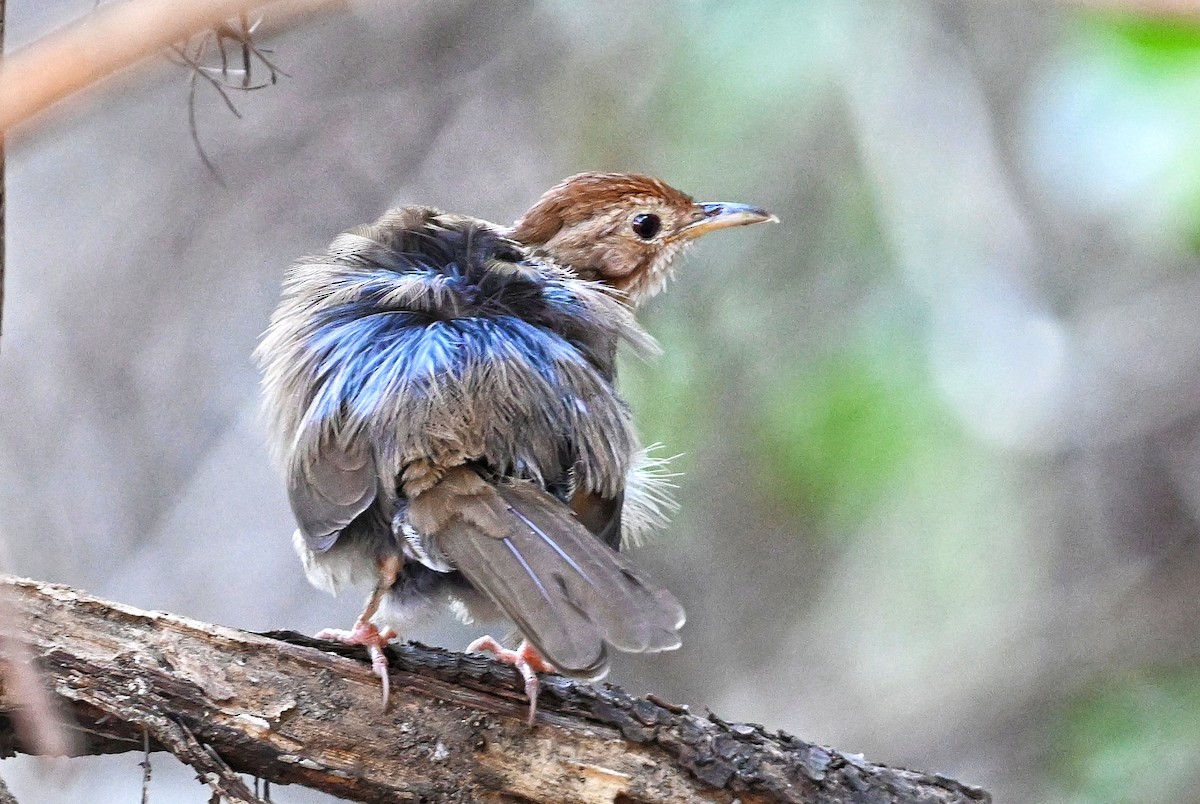 Puff-throated Babbler - ML643880175
