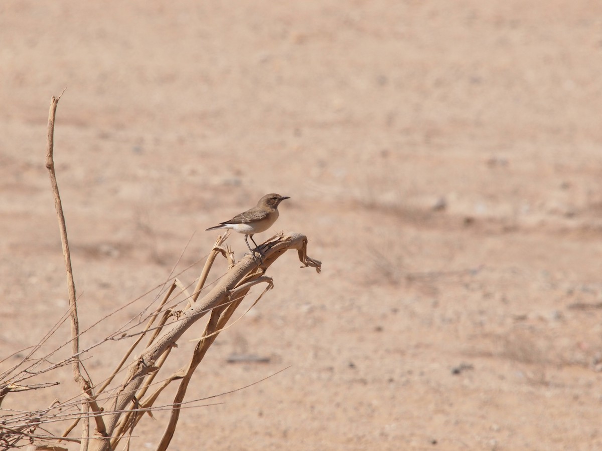 Eastern Black-eared Wheatear - ML643880183