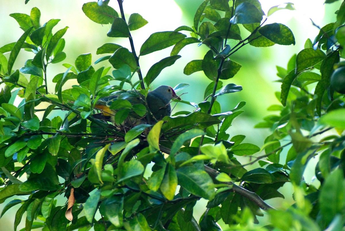 holub růžovohlavý - ML643880193