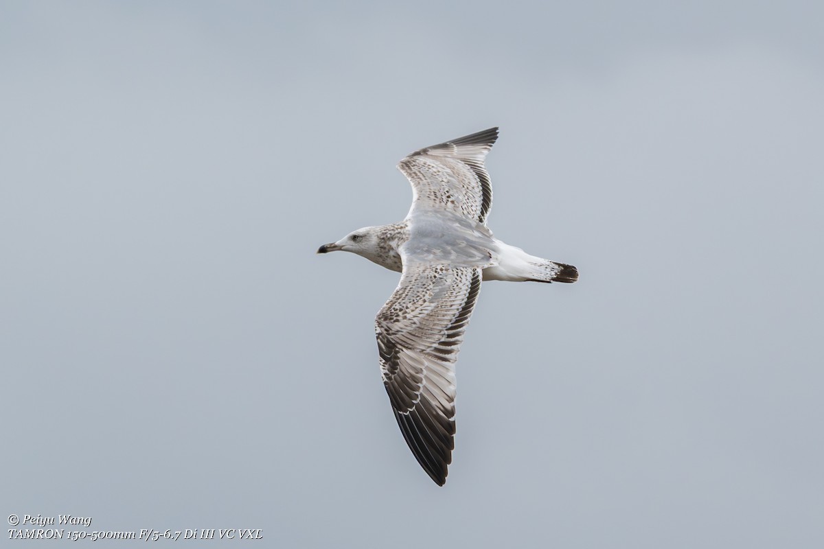 Vega Gull - ML643880196