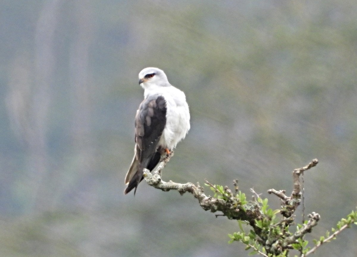 Ak Çaylak - ML643880203