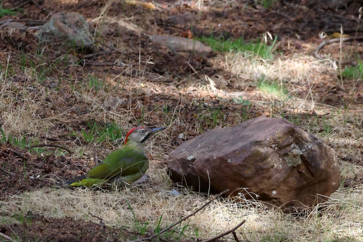 Levaillant's Woodpecker - ML643880204