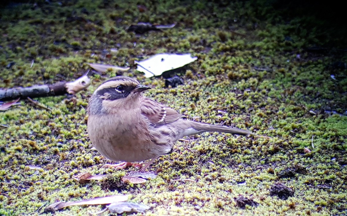 Сибирийн хайруулдай - ML643880216