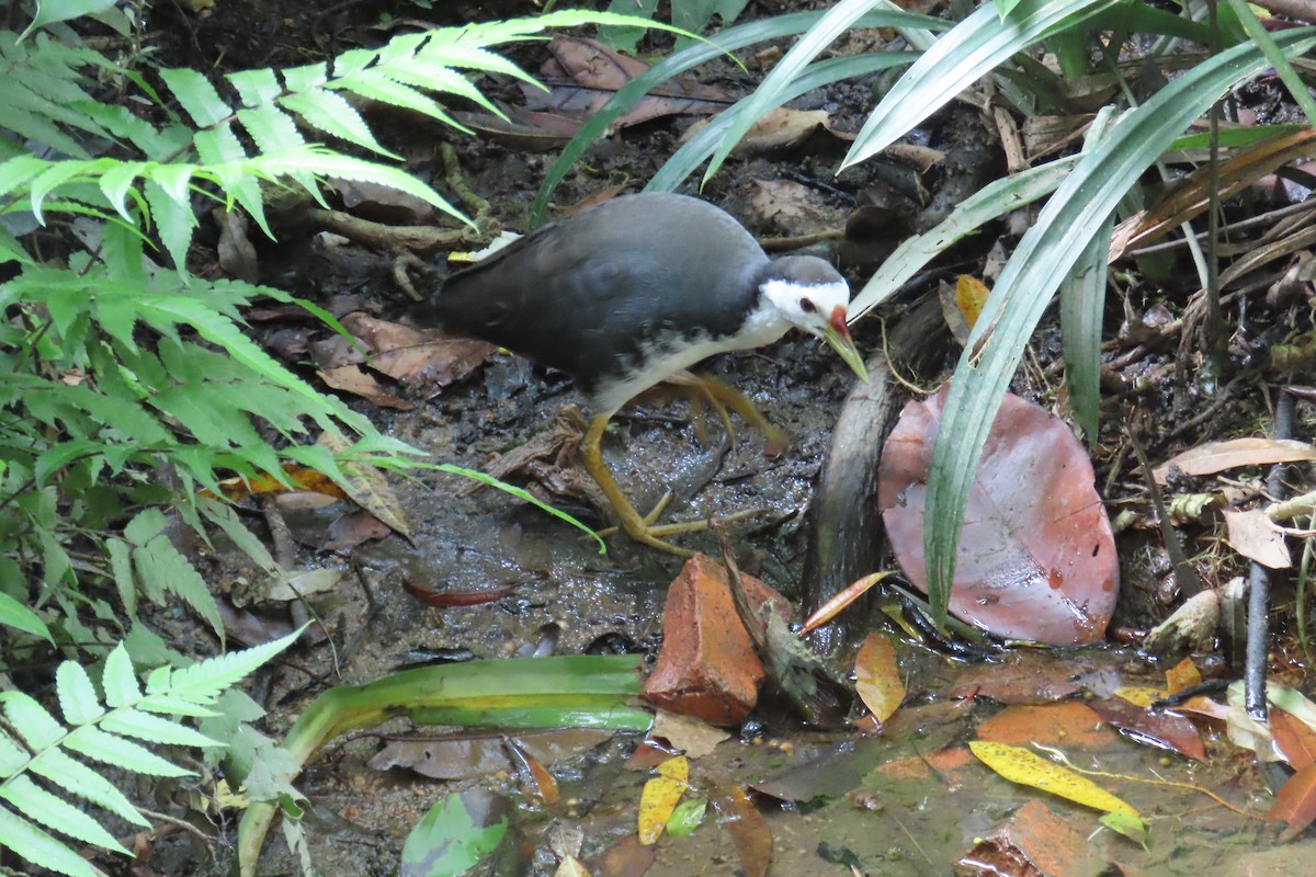 White-breasted Waterhen - ML643880227