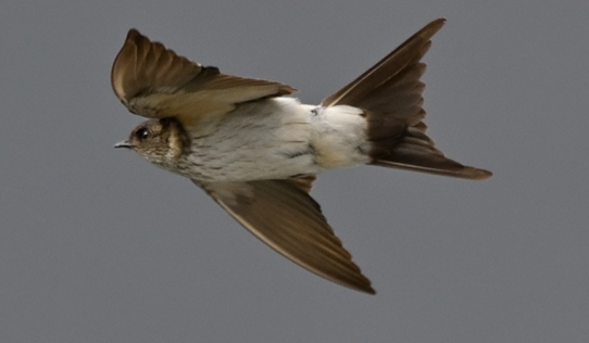 Eastern Red-rumped Swallow - ML643880233