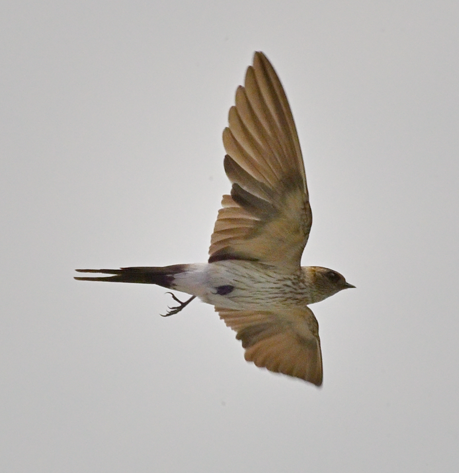 Eastern Red-rumped Swallow - ML643880234
