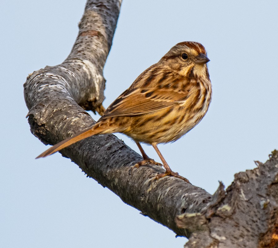 Song Sparrow - ML643880244