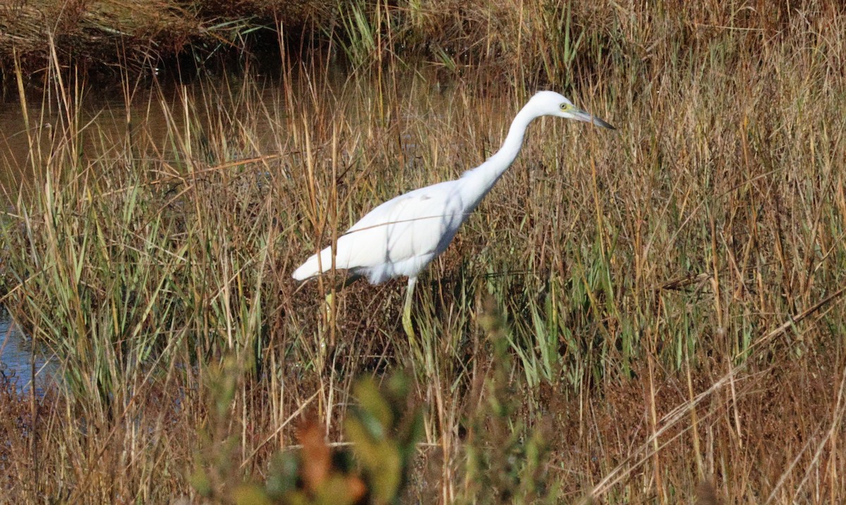 Little Blue Heron - ML643880256