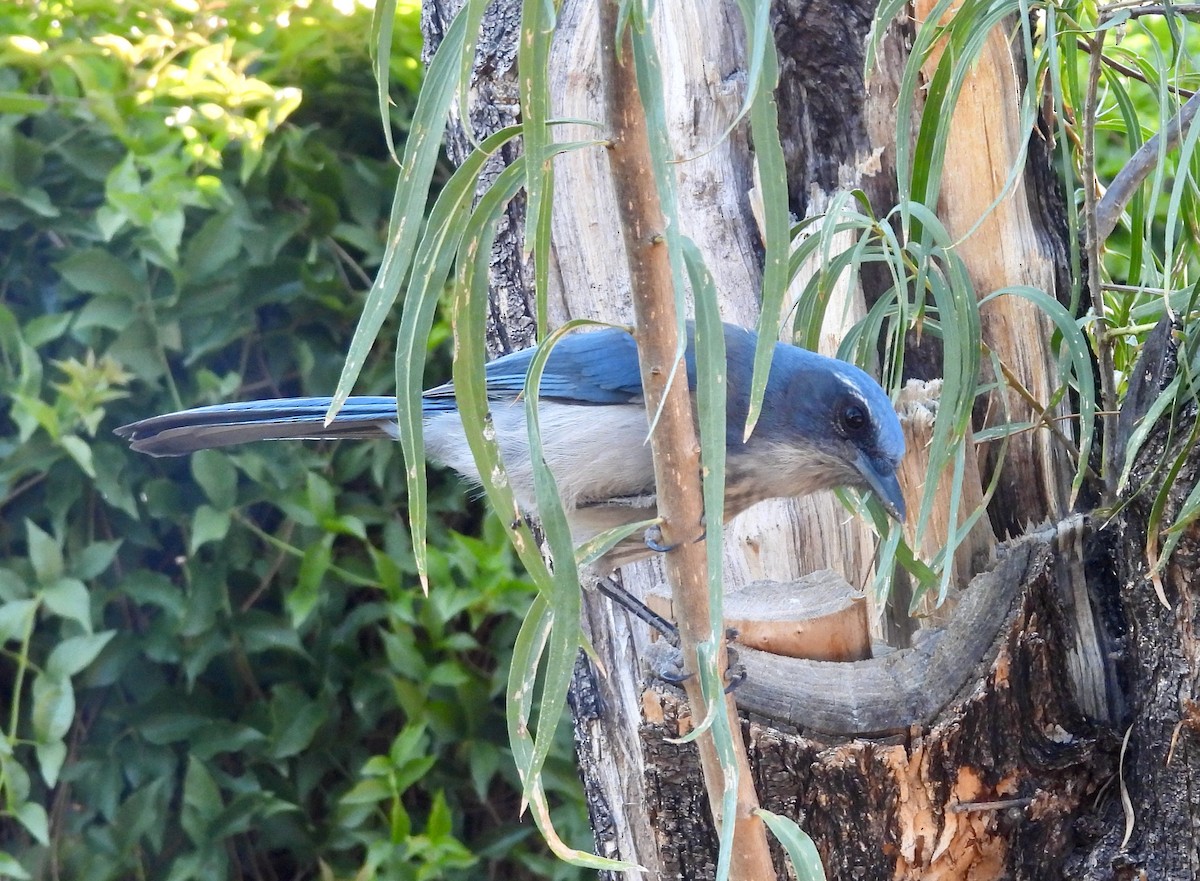Woodhouse's Scrub-Jay - ML643880265