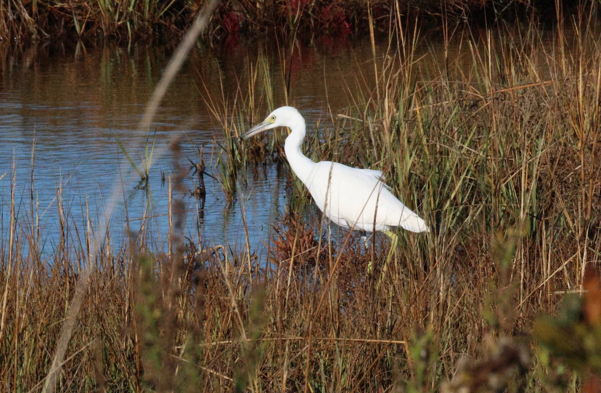 Little Blue Heron - ML643880271