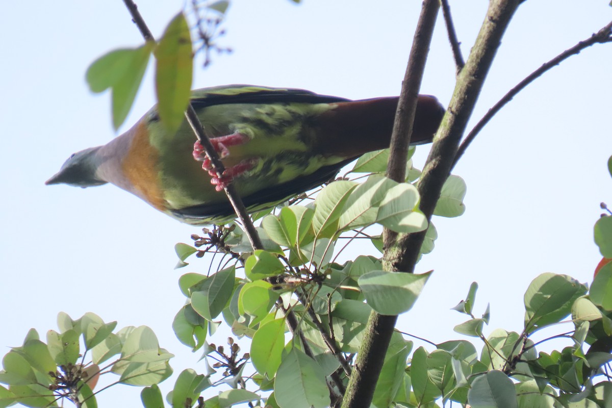 Pink-necked Green-Pigeon - ML643880275