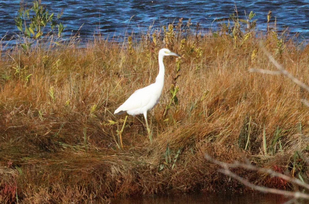 Little Blue Heron - ML643880280