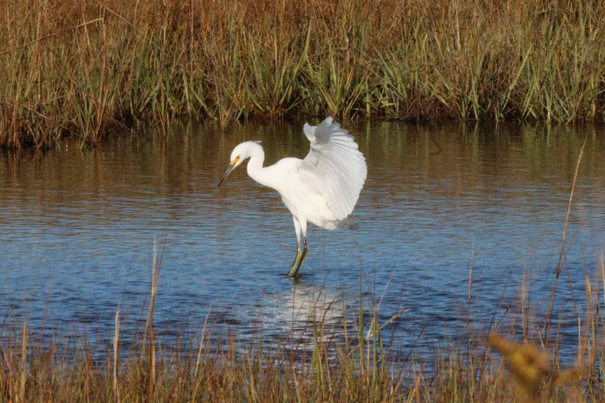 Snowy Egret - ML643880296