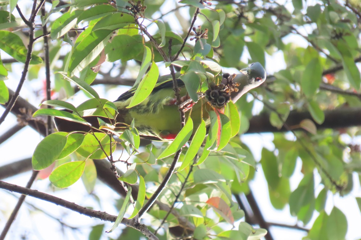Pink-necked Green-Pigeon - ML643880298