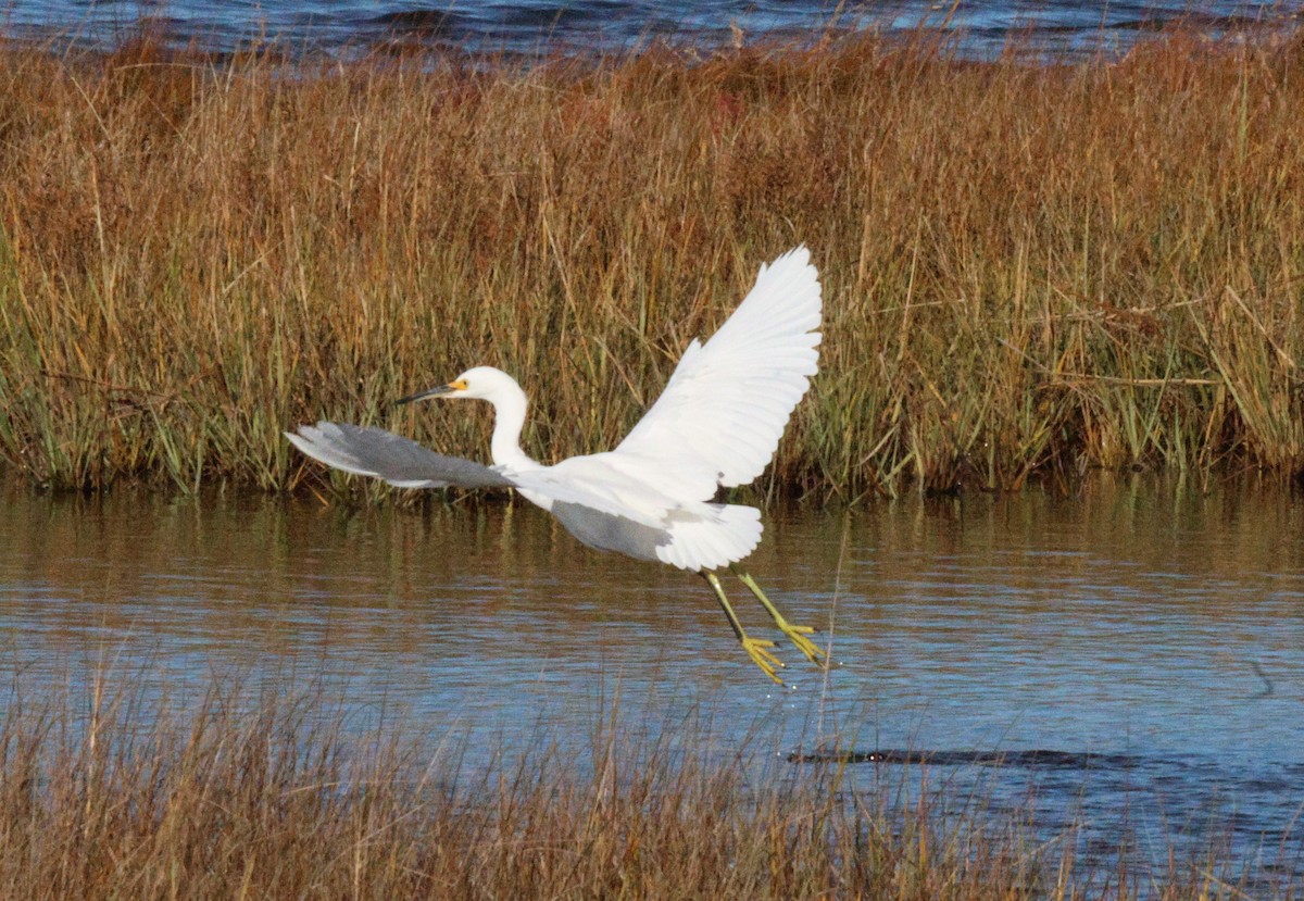 Snowy Egret - ML643880299