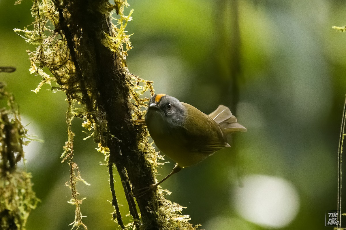 Paruline à diadème - ML643880301