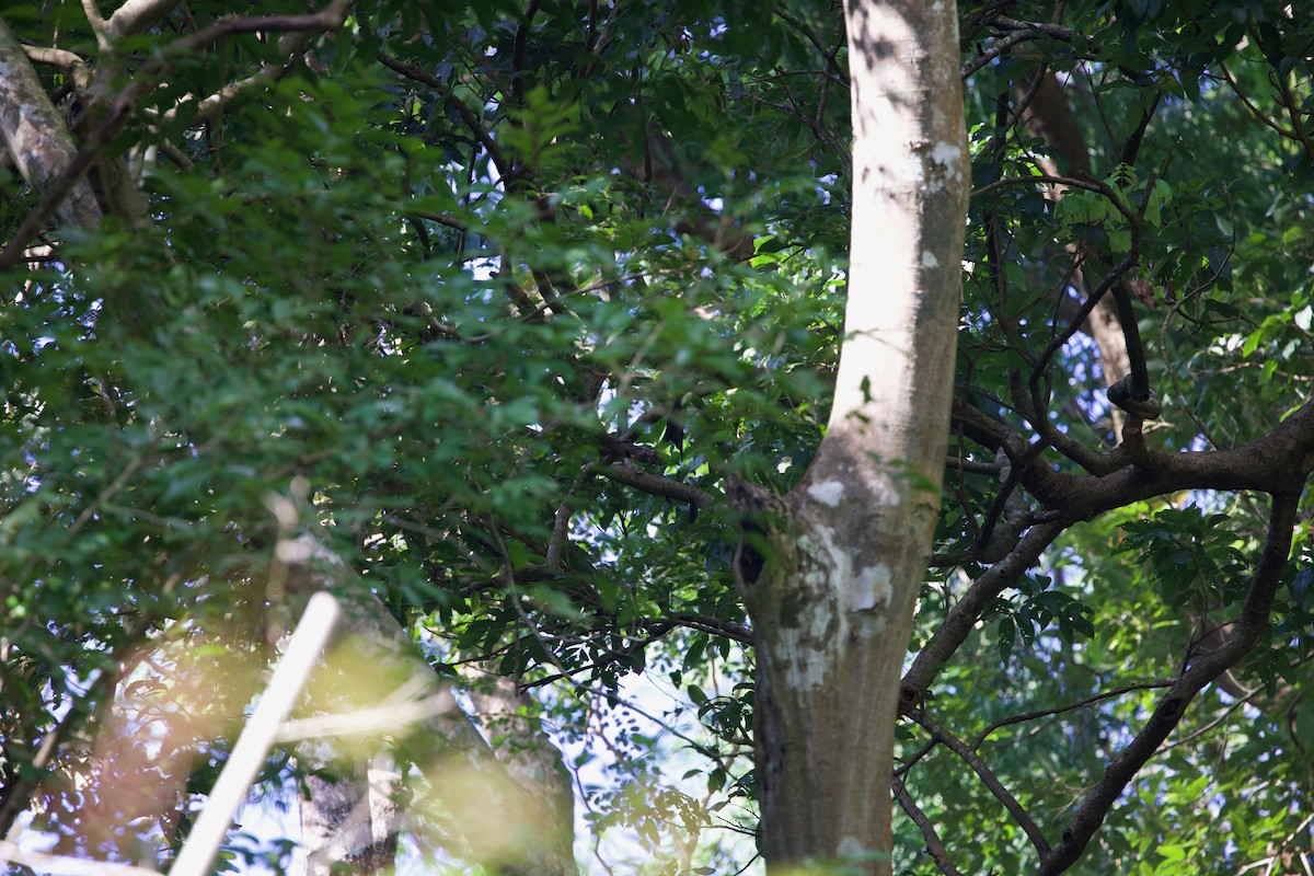 Greater Racket-tailed Drongo - ML643880311