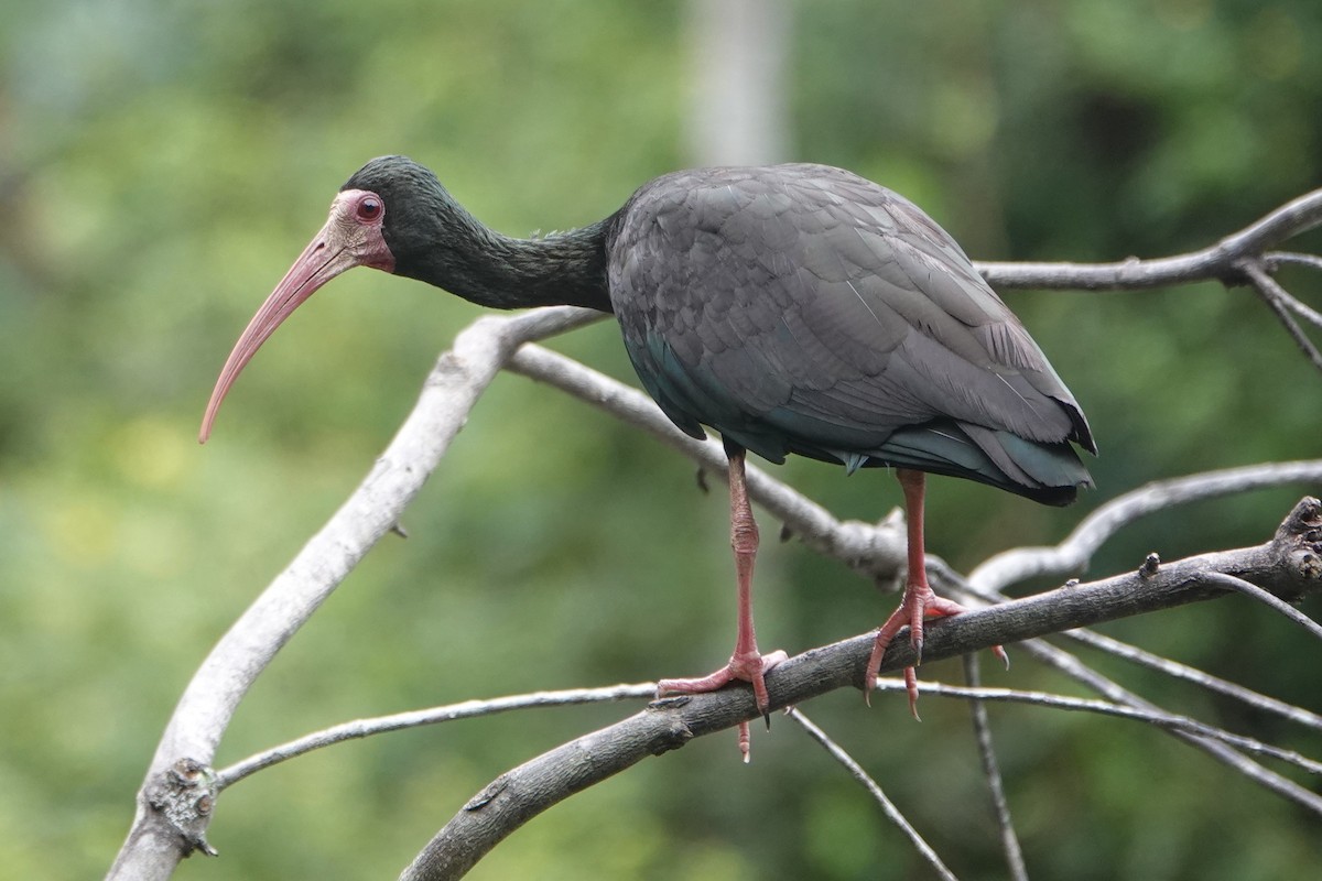 Ibis Afeitado - ML643880321