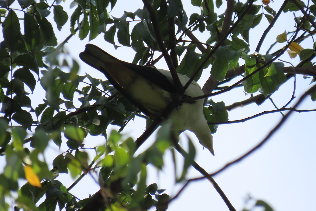 Pied Imperial-Pigeon - ML643880322