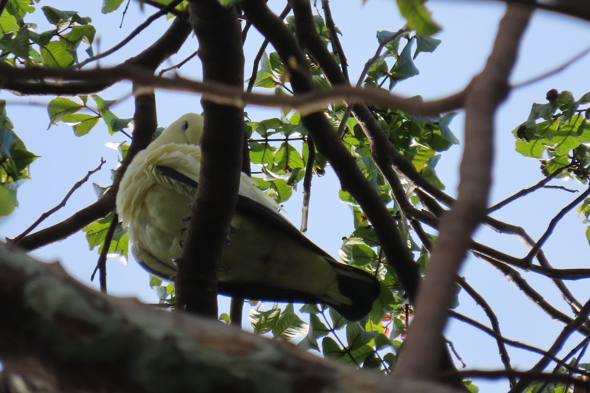 Pied Imperial-Pigeon - ML643880324
