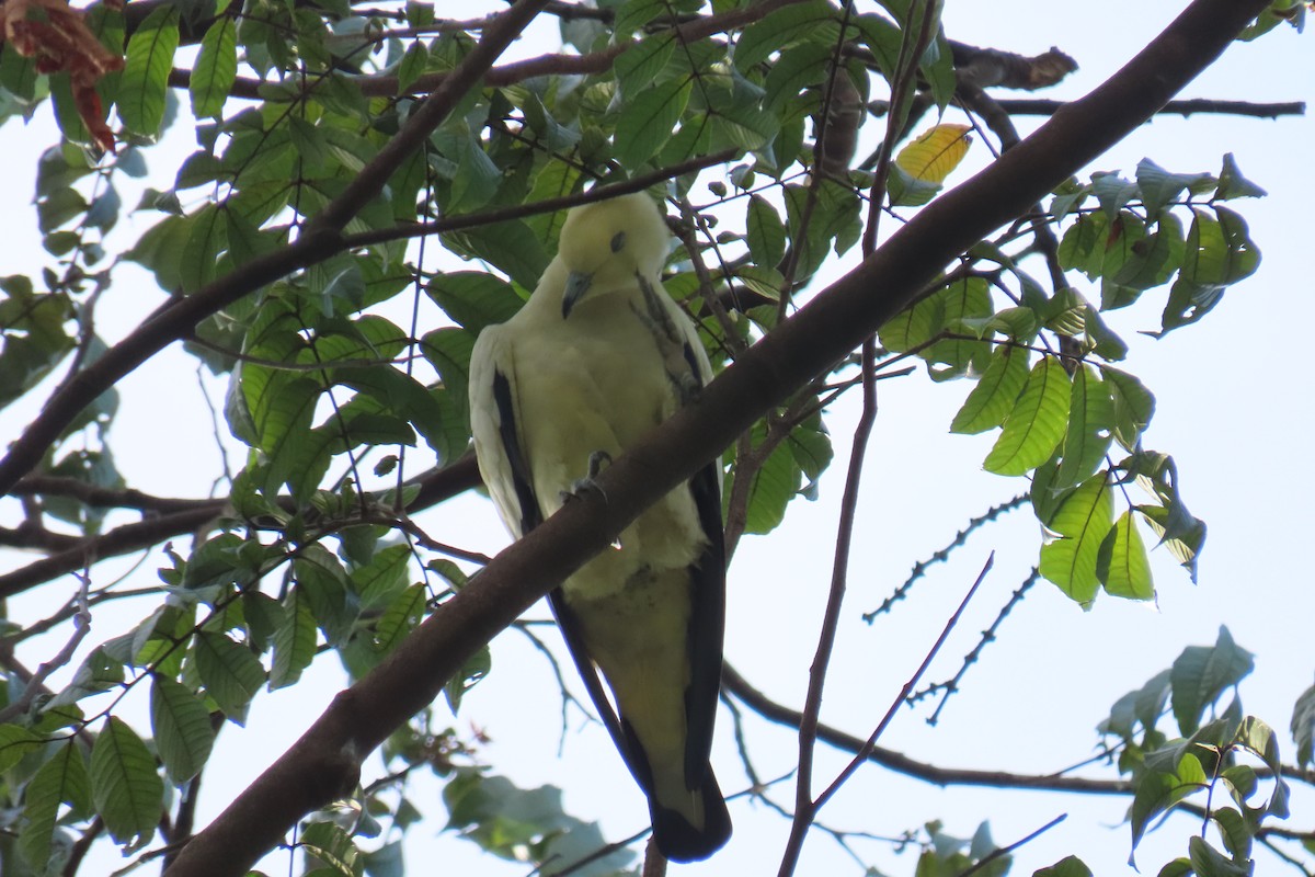 Pied Imperial-Pigeon - ML643880331