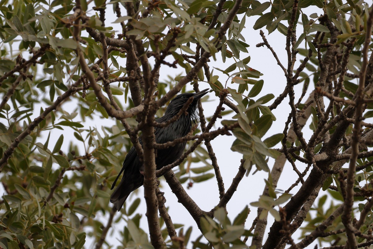 Spotless Starling - ML643880332