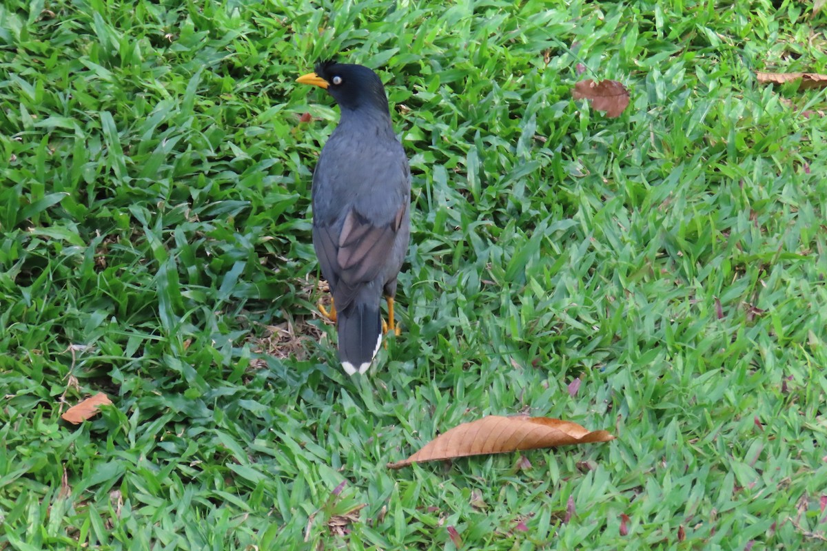 Javan Myna - ML643880338