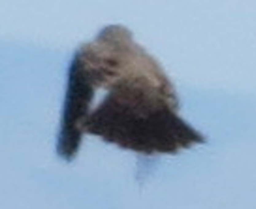 Western Kingbird - ML643880347