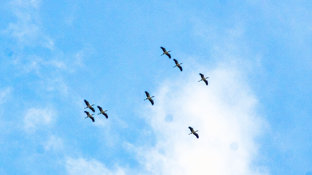 amerikastork - ML643880354