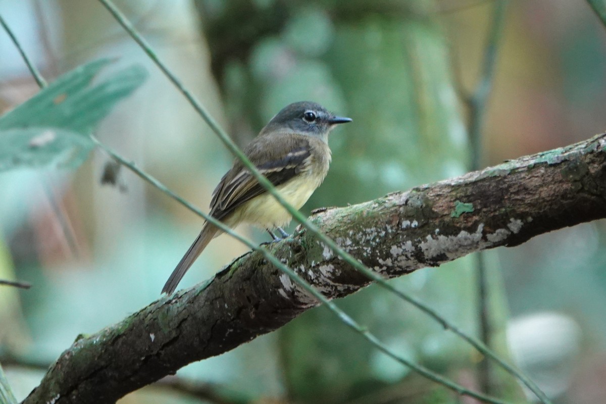 svartnebbtyrann - ML643880387